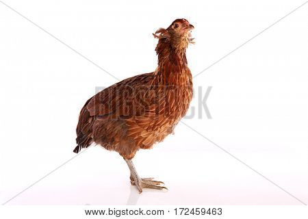 Araucana hen of blue easter eggs native of Chile on white background