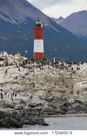 A colony of King Cormorants (Phalacrocorax atriceps) nests on Bird Island next to the lighthouse near the Port of Ushuaia in Terra del Fuego Province Argentina
