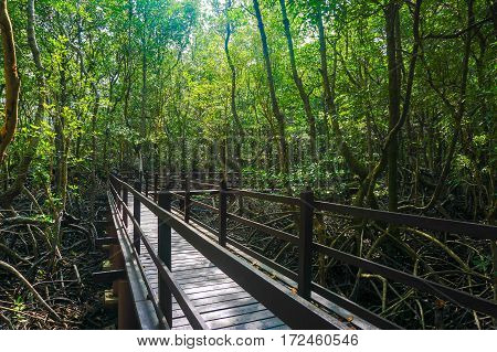 Wooden bridge in flooded rain forest jungle of mangrove trees in Kinabenua river,Labuan Pearl Of Borneo,Malaysia