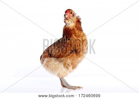 Araucana hen of blue easter eggs native of Chile on white background