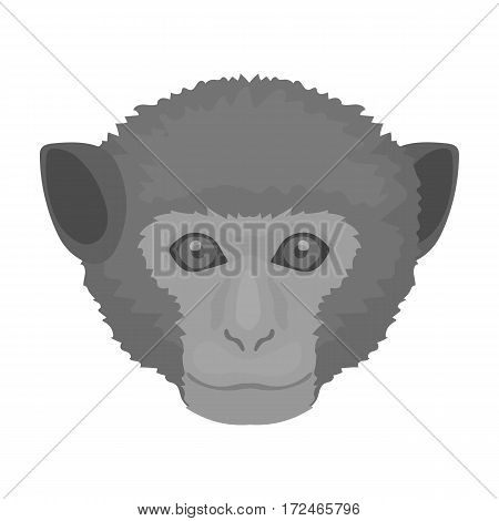 Monkey icon in monochrome design isolated on white background. Realistic animals symbol stock vector illustration.