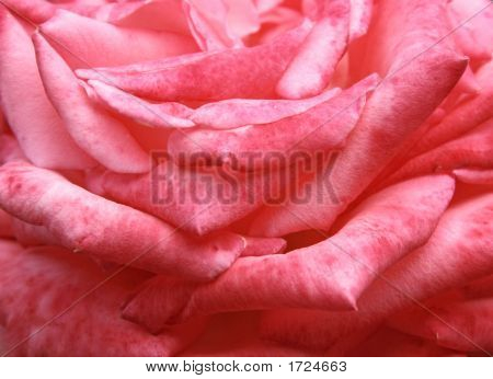  Rose Rosa 