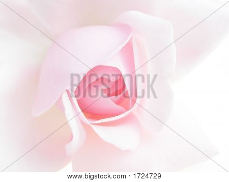 Rose Rosa