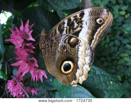 Big Batterfly