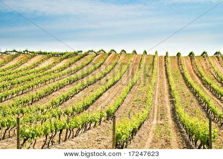 France, Vineyard
