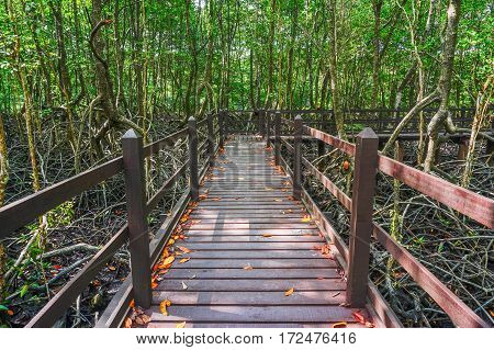 Wooden bridge in flooded rain forest jungle of mangrove trees in Kinabenua river,Labuan Pearl Of Borneo,Malaysia