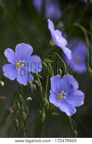 Blue flowers of decorative linum austriacum and its runaways on a grey background.