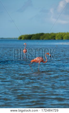 Flamingoes At Rio Lagartos Biosphere Reserve, Yucatan, Mexico