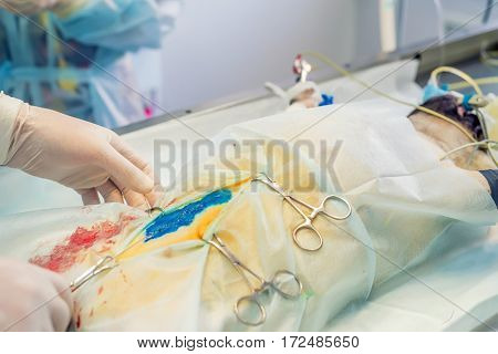 Vet conducts routine spaying operation in veterinary modern hospital