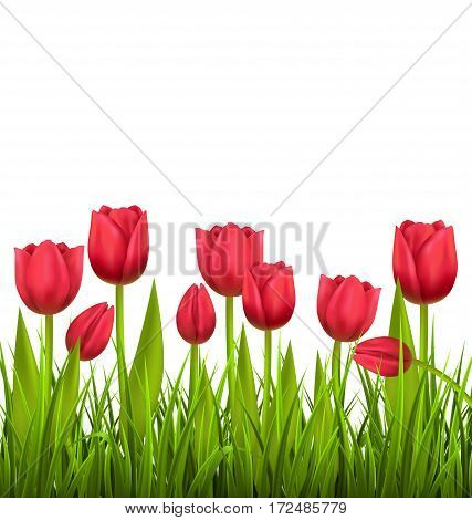 Green grass lawn with red tulips isolated on white. Floral nature flower background