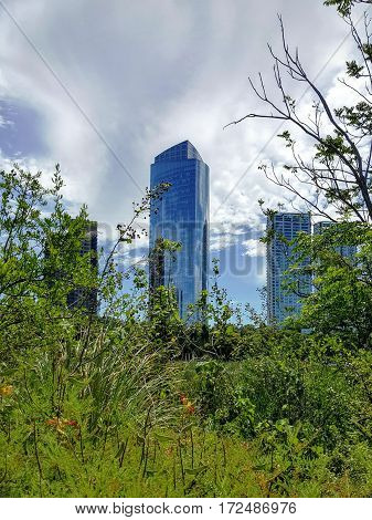 Trees and plants with skyscrapers in background.