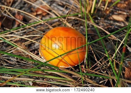 Amanita Muscaria Mushrom