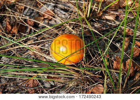 Amanita Muscaria Mushrom