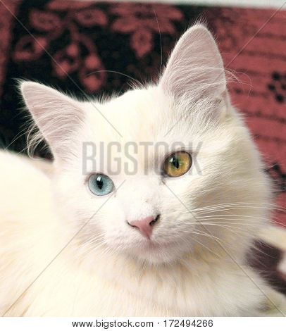 Cat with unusual eyes color. Cat with heterochromia