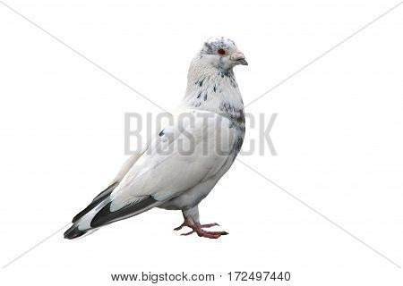 Noble white dove isolated on background close. Bird of peace - a symbol of purity and goodness. Wild feathered pigeon.