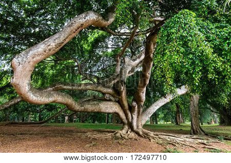Giant weeping fig orFicus benjamina in Royal Botanical Garden in Peradenia, Sri Lanka