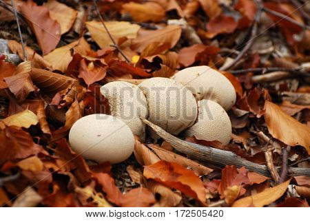 Group of puffball mushroom on autumn leaves in the forest