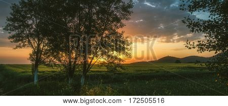 Beautiful Tree And Wheat Field Beneath Hill In Sunset. Horizontal Image. Landscape.