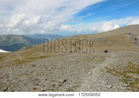 Horses on the mountain pass at the blue sky