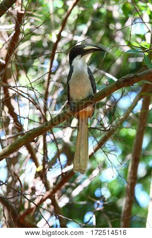 Ceylon Grey Hornbill Ocyceros gingalensis endemic bird Sri Lanka