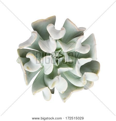 succulent plant isolated on white with clipping path