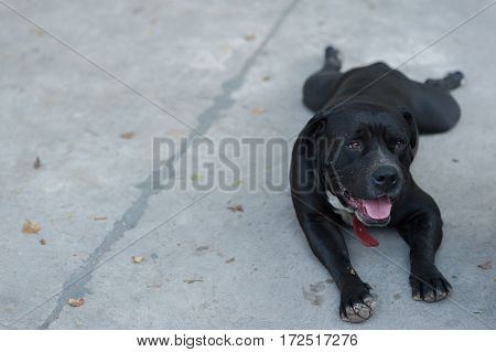 Black Pitbull