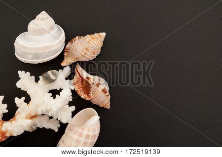 Sea background. Sea shells and corals on a black background with free place for text. Top view