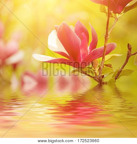 Blossoming of magnolia liliflora Nigra flowers in spring time, sunny floral background with water reflection