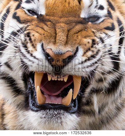 Tiger Showing Massive Image & Photo (Free Trial) | Bigstock