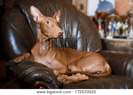 Pharaoh Beautiful Dog On The Background Wall