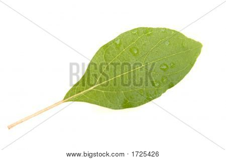 Foglia verde acqua gocce 01