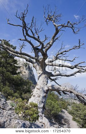 Old dead Tree Stürzendes gegen den blauen Himmel