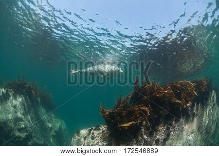 Phoca Largha (larga Seal, Spotted Seal) Underwater Pictures