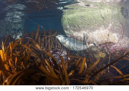 Phoca Largha (larga Seal, Spotted Seal) Underwater Pictures