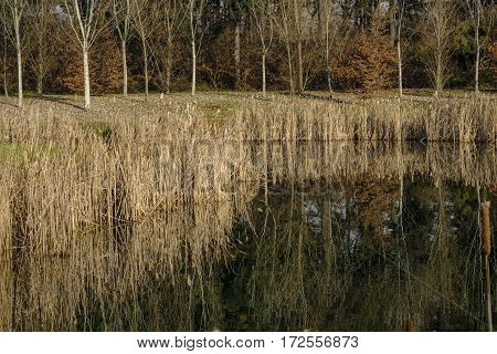 Brianza (Lombardy Italy): the little lake into the Park of Grugnotorto at december