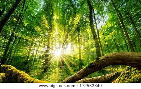 Tranquil scenery in a green forest with the sun casting enchanting rays of light through the trees