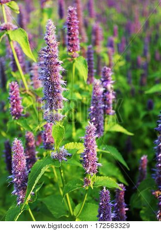 Blossom  of giant Anise hyssop (Agastache foeniculum) in a summer garden.