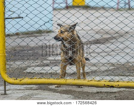 A lonely dog behind a fence looking somewhere