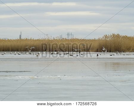 The seagulls ducks and a frozen lake