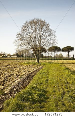 Isolated plane tree in a plowed field - (Tuscany countryside - Italy)