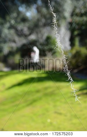 single strand Spanish moss right side focus