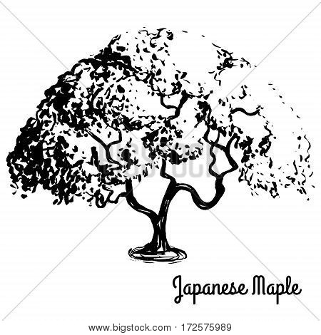 Vector sketch illustration. Black silhouette of Japanese Maple isolated on white background. Palmate maple, native to Japan, China, Korea, Mongolia and Russia. Bonsai