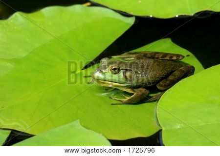 Žába na Lily Pad