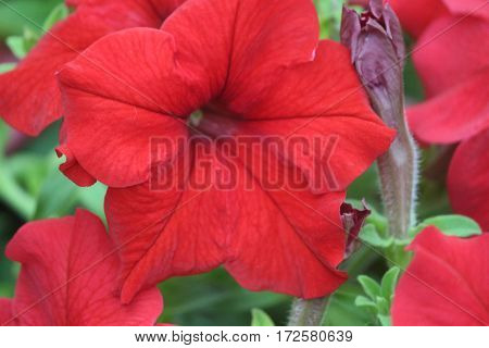 Colorful petunia flower in the garden at evening