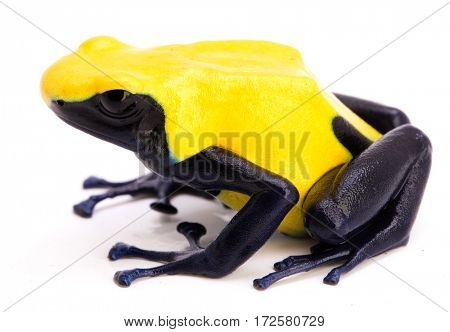 yellow poison dart frog, Dendrobates tinctorius citronella. A poisonous animal from the Amazon rain forest in Suriname. Isolated on white.