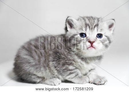 Portrait of a kitten is very beautiful. Cute purebred kitty show class