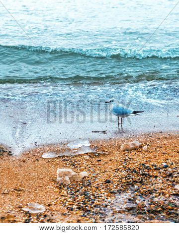 Lonely seagull under staying under rain near the sea