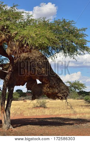 Beautiful namibian landscape with a big tree with nest Vachellia erioloba at sunset. Plants of the genus Alhagi are also sometimes called camelthorns or camel thorns or giraffe thorn