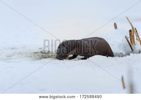 european otter (lutra lutra) in winter. Location: Comana Natural Park Romania