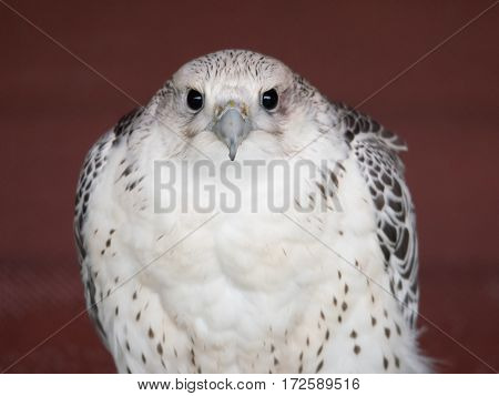 Peregrine falcon, the fastest animal on the planet